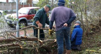 Hedgelaying - Becca Nelson