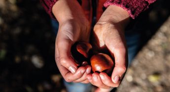 A child's hands holding two conkers